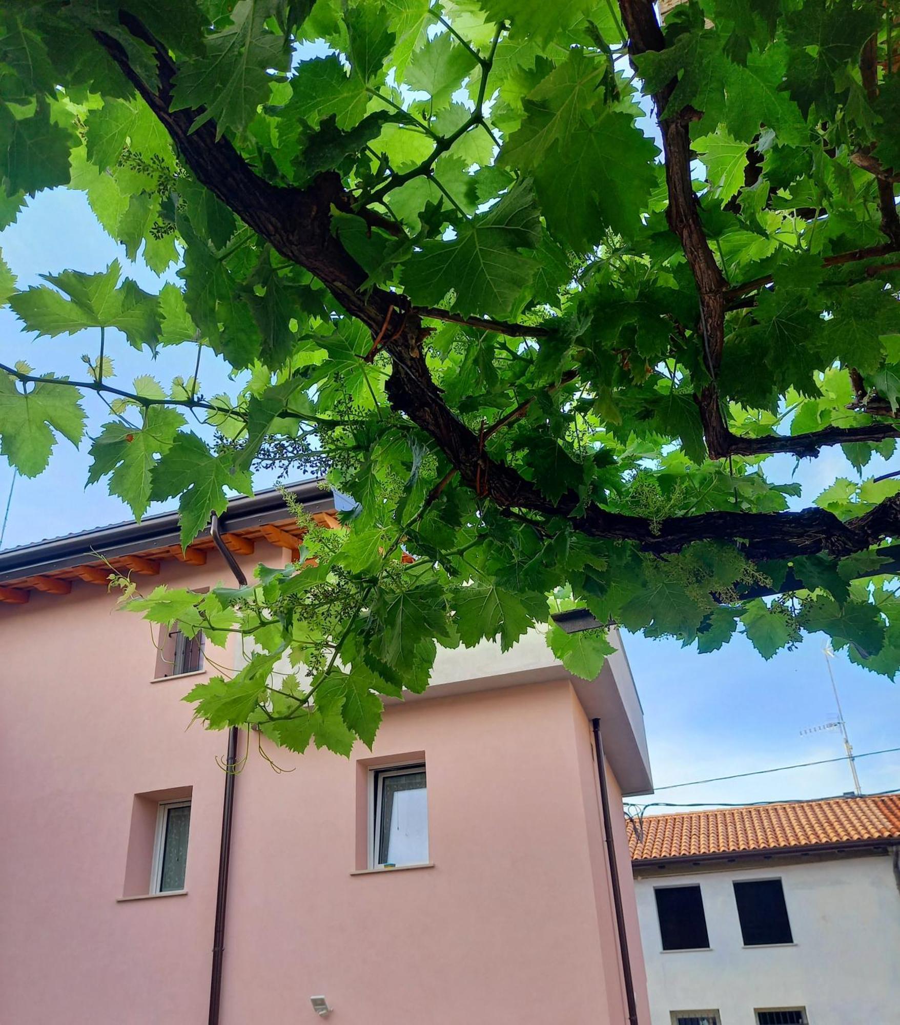 B&B La Dolce Vite Medea Buitenkant foto